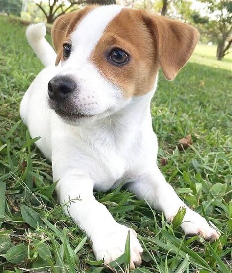 Cachorro Jack Russell Terrier Mercado Libre