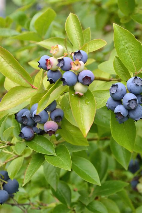 Best Blueberry Companion Plants To Avoid Boreal Bloom Homestead