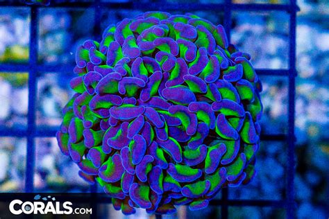 BIG Branching Hammer Frag Australia Neon Stems Purple Tips Corals