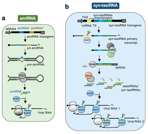 Art SRNAi For Enhanced Antiviral Resistance Encyclopedia MDPI