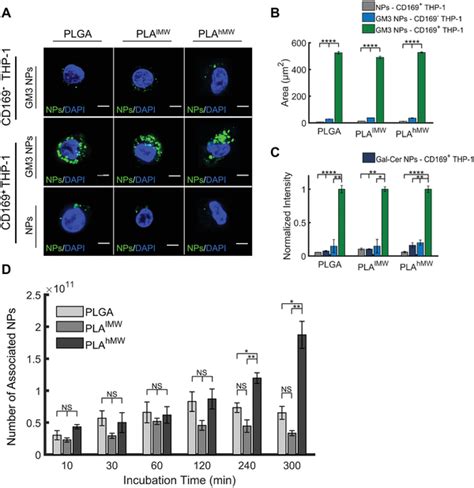 Specific Binding And Cellular Uptake Of Gm Presenting Plga Plalmw