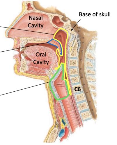 Pharynx Soft Palate Larynx Flashcards Quizlet