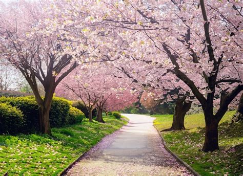 Premium AI Image | a cherry blossom trees landscape