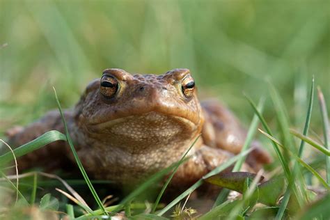 Toad by MvanMelsen on DeviantArt