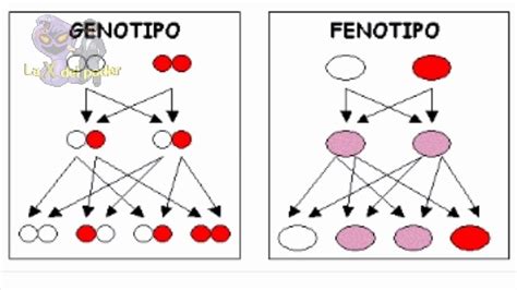 HERENCIA GENÉTICA Mind Map