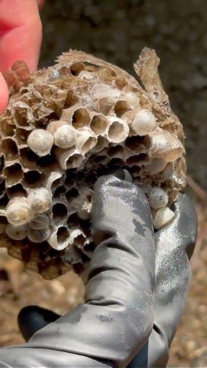 Dissecting Bald Face Hornet Nest Pestcontrol Baldfacedhornet Youtube