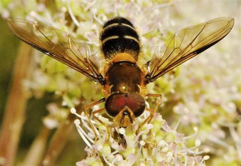 Diptera Info Discussion Forum Melangyna Umbellatarum Leucozona