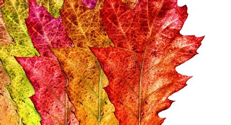 Fall colored leaves stock photo. Image of colored, nature - 34224764