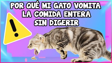 Por Qu Mi Gato Vomita La Comida Entera Sin Digerir Siamcatchannel