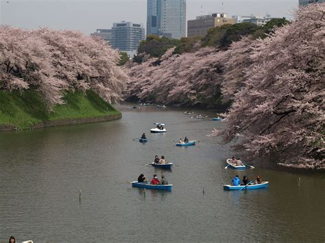 Cherry blossoms at the Tokyo Imperial Palace