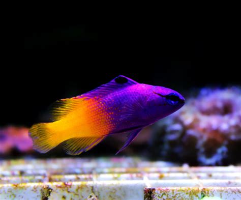 Royal Gramma Basslets Regal Beauty In The Reef