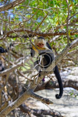 A White Headed Capuchin Monkey Cebus Capucinus Eating Fruit