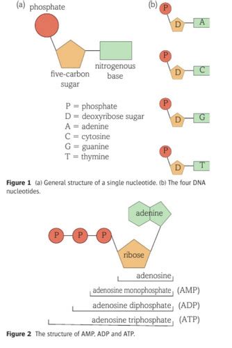 Nucleic Acids Flashcards Quizlet