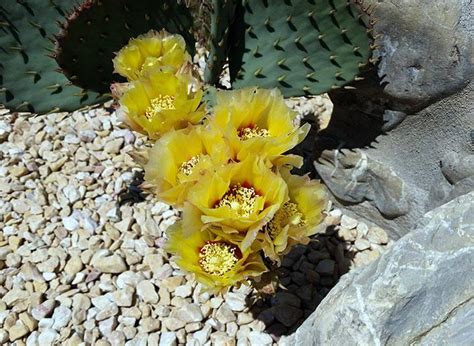 Cactus Opuntia Violacea N Pala Cm Cactus Pianta Grassa