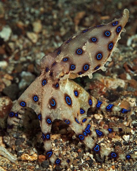 Bluering Octopus Hapalochlaena Maculosa Octopus Underwater Fish