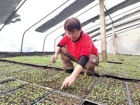 石河子总场：春季大棚育苗忙 播种丰收新希望 北泉镇 夏雨 种植户