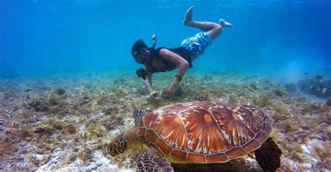 Snorkel Khor Fakkans Colorful Shores Getyourguide