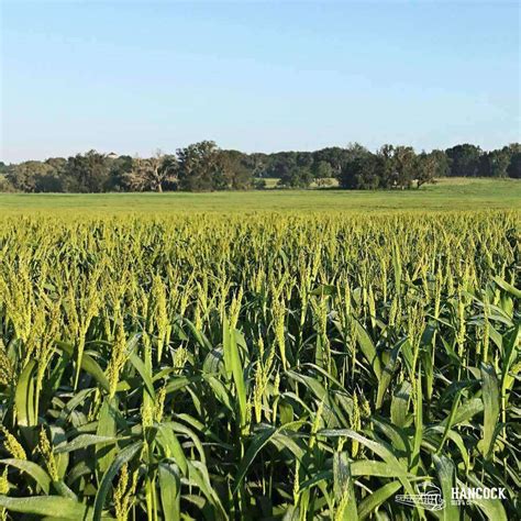 Hancocks Brown Top Millet Seed