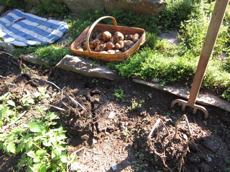 Preparing Potatoes for the Root Cellar - Celeste Longacre