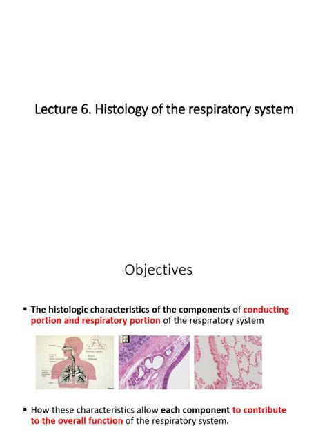 Lecture 6 Respiratory | PDF | Respiratory Tract | Lung