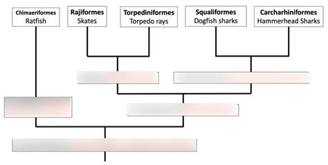 Major Clades Of Chondrichthyes Diagram Quizlet