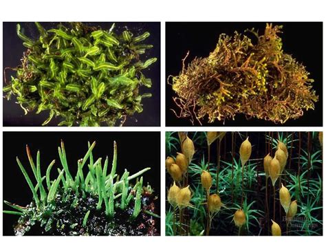 Seedless Vascular Plants Bryophytes Nonvascular Plants Seedless