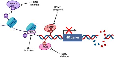 Cancers Free Full Text Pharmacologic Induction Of BRCAness In BRCA