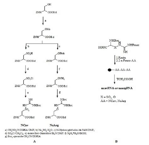 Synthetic schemes for synthesis of PNA, containing unnatural amino ...