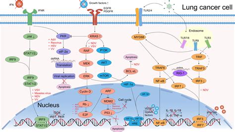 Frontiers Oncolytic Virotherapy Against Lung Cancer Key Receptors