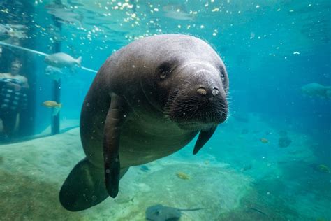 Record number of rehabilitated manatees returned to natural habitat in ...