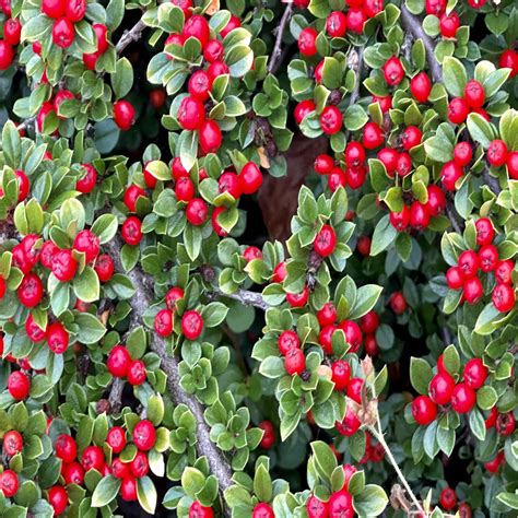 Pierce brothers crestlawn memorial park and mortuary offers peaceful surroundings 40