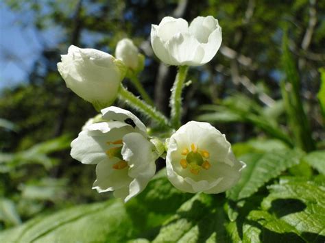 Diphylleia grayi | Двулистник Грея | Lora Black | Flickr