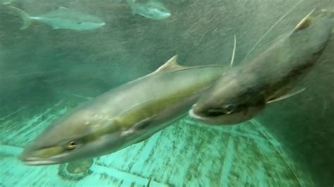 Kingfish Farming Niwa Youtube