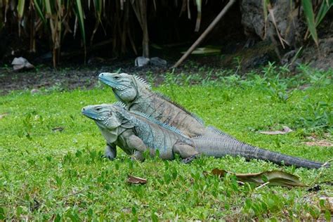 Blue Iguana Facts And Pictures Reptile Fact