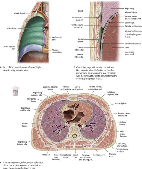 Visceral Pleura