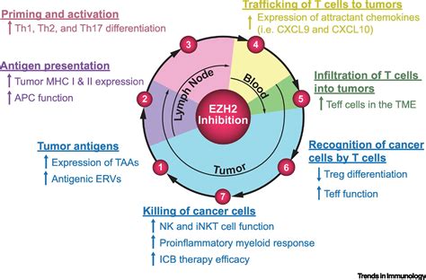 Overcoming Immune Checkpoint Blockade Resistance Via Ezh2 Inhibition