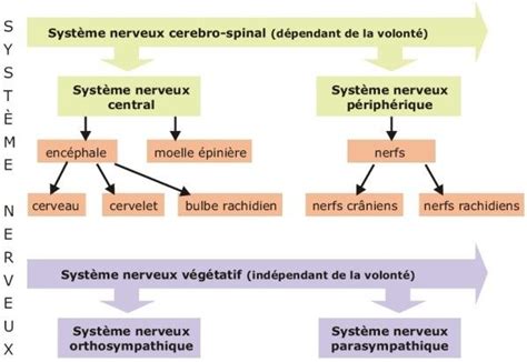 Schéma de l organisation du système nerveux Système nerveux