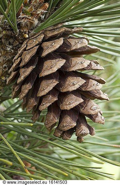 Japanese Black Pine Pinus Thunbergii Cone Japanese Black Pine Pinus