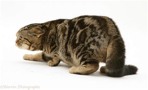 Brown tabby cat photo - WP13059