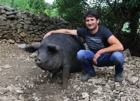 Slobodna Dalmacija Slavonske fajferice u Šestanovcu žive kao da su