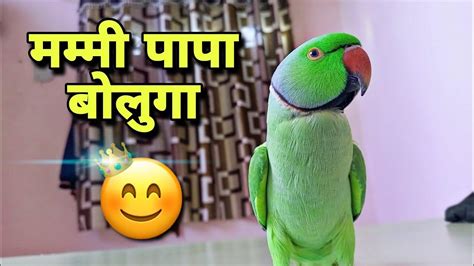 Parrot Talking Mithu Papa Bolta Parrot Angry Parrot पापा बोलता तोता Parrot Viral