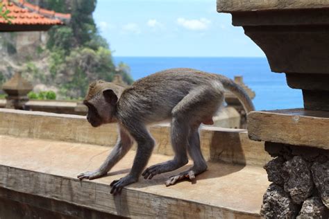 Capturing the Moment: Uluwatu Monkey Temple, Bali