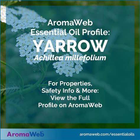 Yarrow Essential Oil: Benefits, Uses & Insights