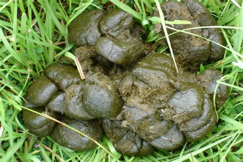 50 фото какашек