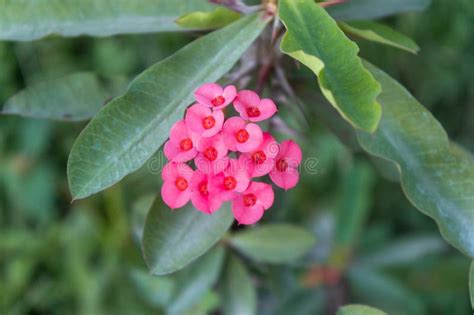 Crown Of Thorns Christ Thorn Flower With Leaves Euphorbia Milii