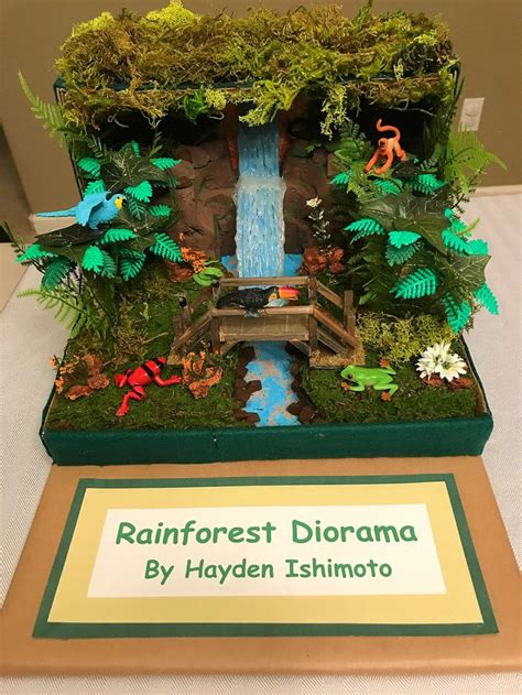 Rainforest Diorama Examples