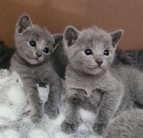 Russisch Blau Kitten Mit Stammbaum Und Impfpass Tiermarkt Net