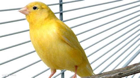 Yellow Canary Facts, Pet Care, Behavior, Diet, Price, Pictures