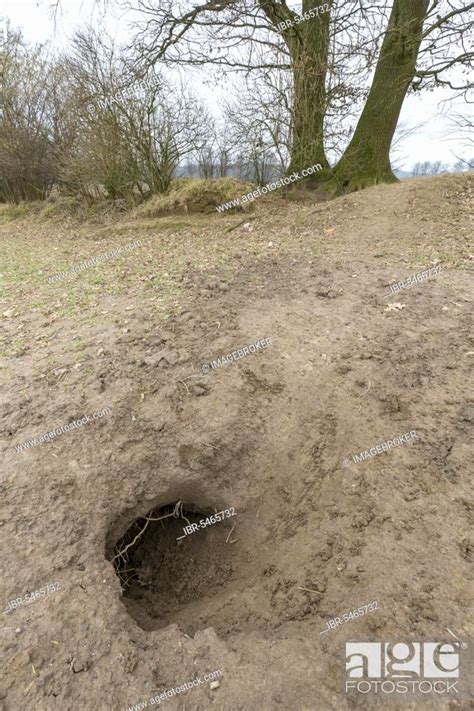 Entrance to the burrow of the European badger (Meles meles), badger ...