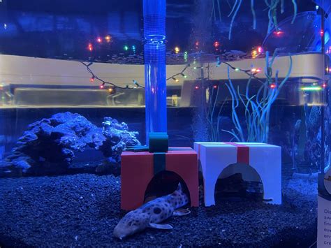 Photos Holiday Decor Integrated Into Fish Tanks At The Seas With Nemo